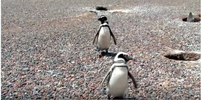 Homewrecking Penguin