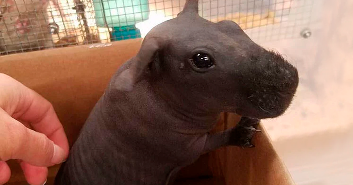 8 Adorable Hairless Guinea Pigs That Look Just Like Tiny Hippos Rare Norm. 